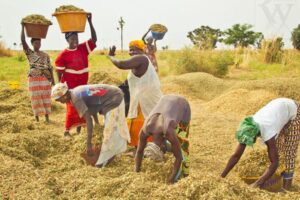 Agriculture sénégalaise : Les défis de la souveraineté alimentaire