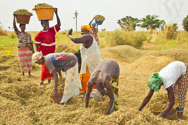 Agriculture sénégalaise : Les défis de la souveraineté alimentaire